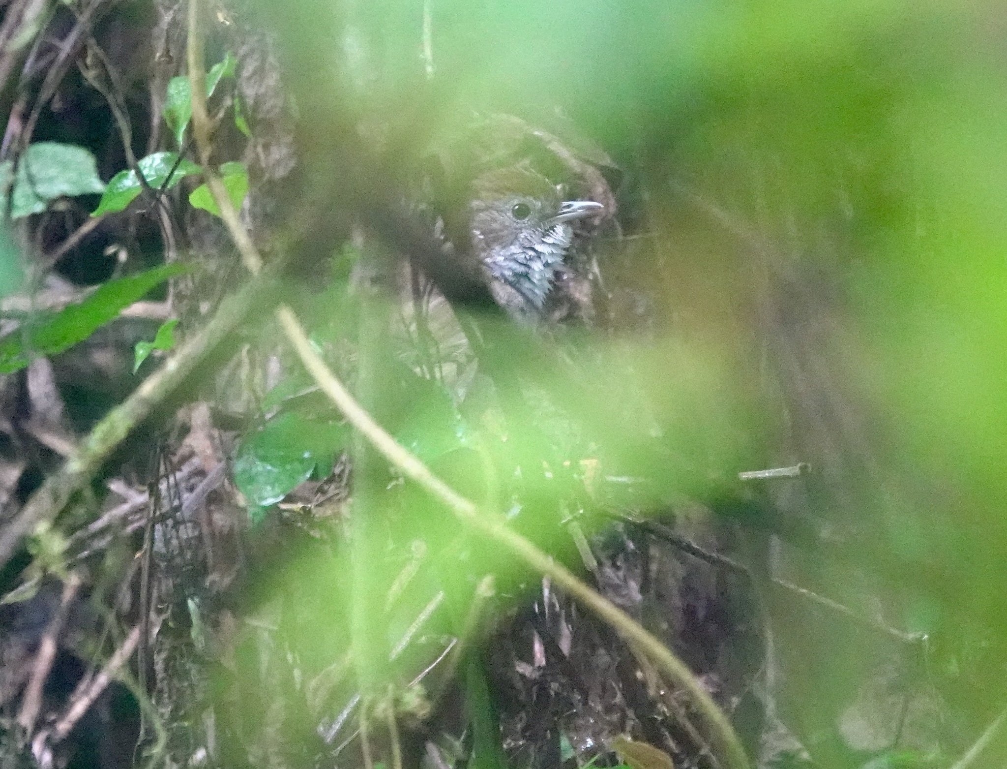 Tanzanian Illadopsis (Illadopsis distans)