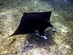 Reef Manta Ray photo 4
