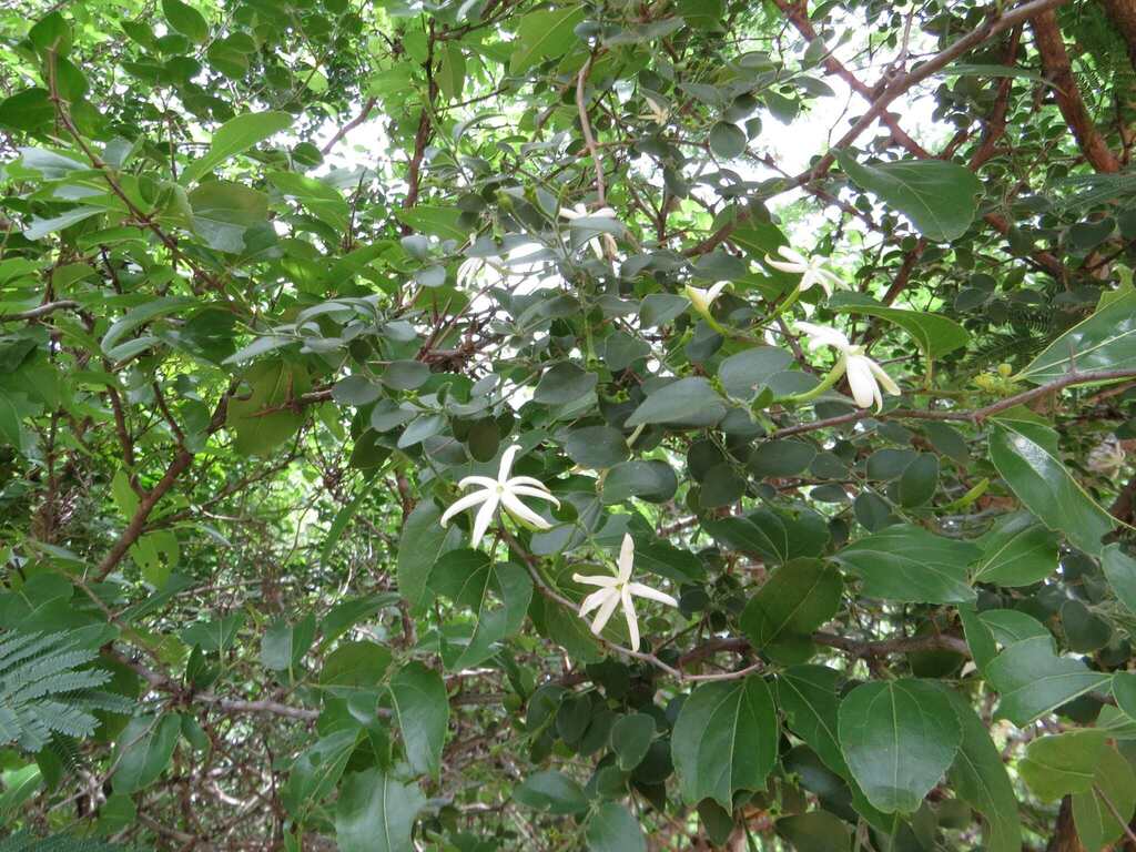 Jasminum breviflorum, Haakdoornpoort 606, Modimolle, Waterberg District Municipality, South Africa, by jaheymans