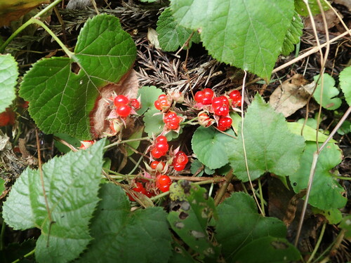 Rubus hakonensis iNat (2)