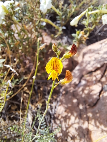 Adesmia lihuelensis