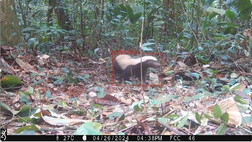 Ratel
