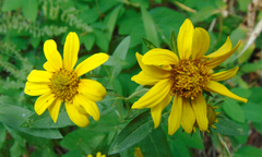 Arnica longifolia