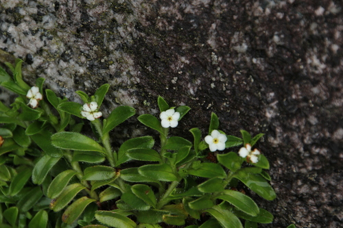 Trigonotis borneensis