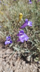 Penstemon neotericus
