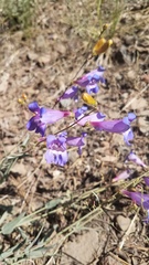 Penstemon neotericus