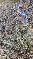 Penstemon neotericus