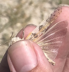 Trimerotropis salina