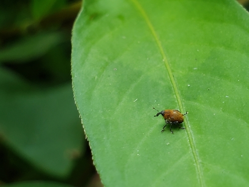 Mile-a-minute weevil photo 3