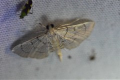 Herpetogramma theseusalis