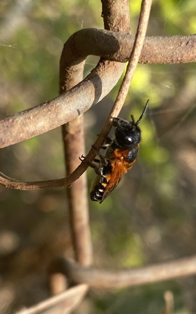 Giant Resin Bees in January 2025 by Shardul Gadre · iNaturalist