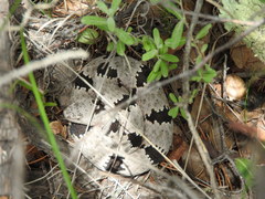 Crotalus lepidus klauberi