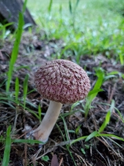 Boletellus ananas image