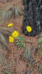 Hymenoxys integrifolia