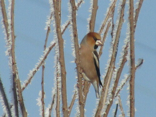 Hawfinch (Coccothraustes coccothraustes), photo 5