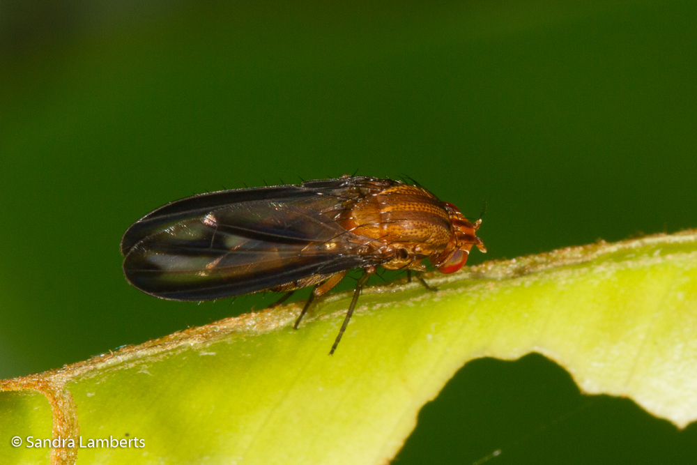 Curtonotum