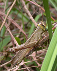 Choroedocus violaceipes
