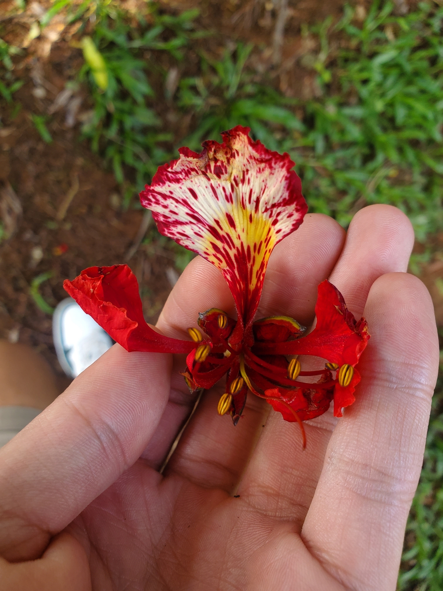 Delonix regia