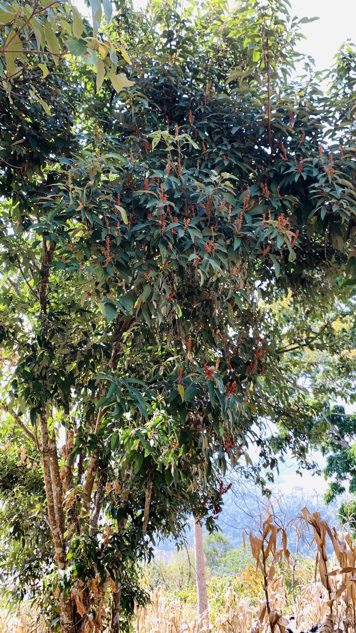 Mallotus philippensis — ảnh 2