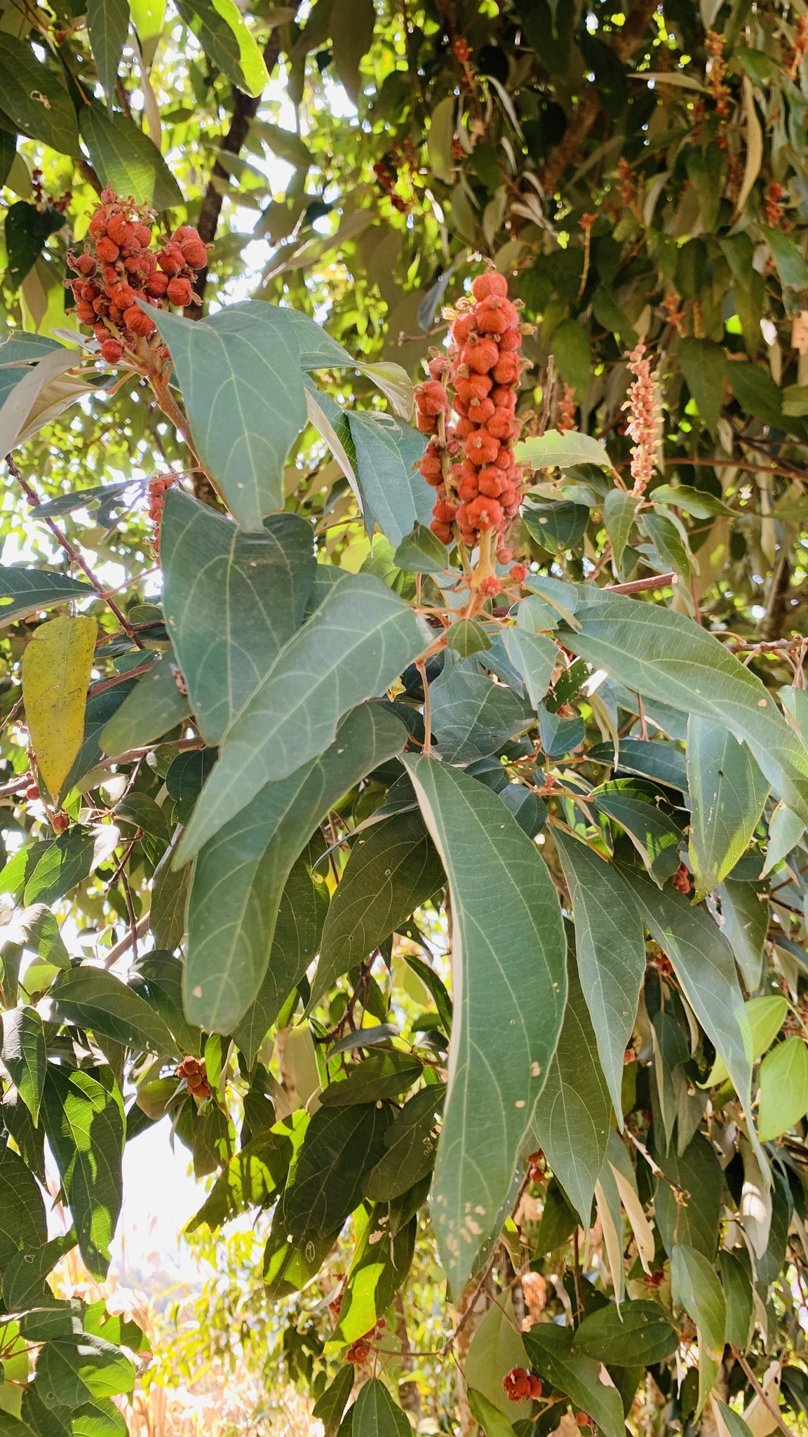 Mallotus philippensis — ảnh 3