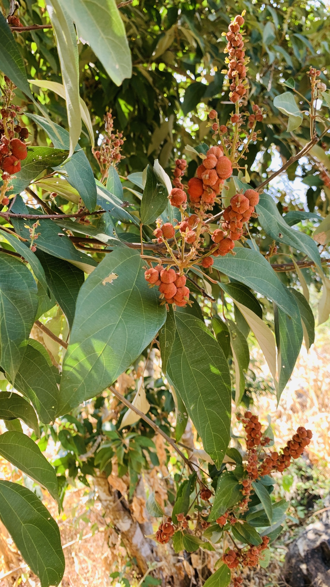 Mallotus philippensis (Mallotus philippensis)
