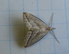 Macrochilo absorptalis