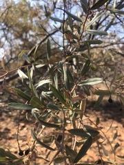Ozoroa paniculosa salicina