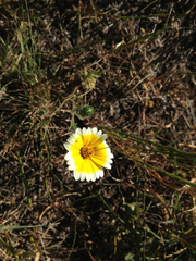 Layia platyglossa
