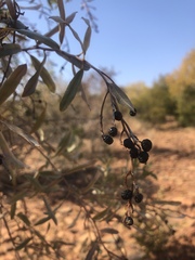 Ozoroa paniculosa salicina