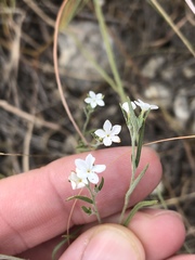 Euploca tenella
