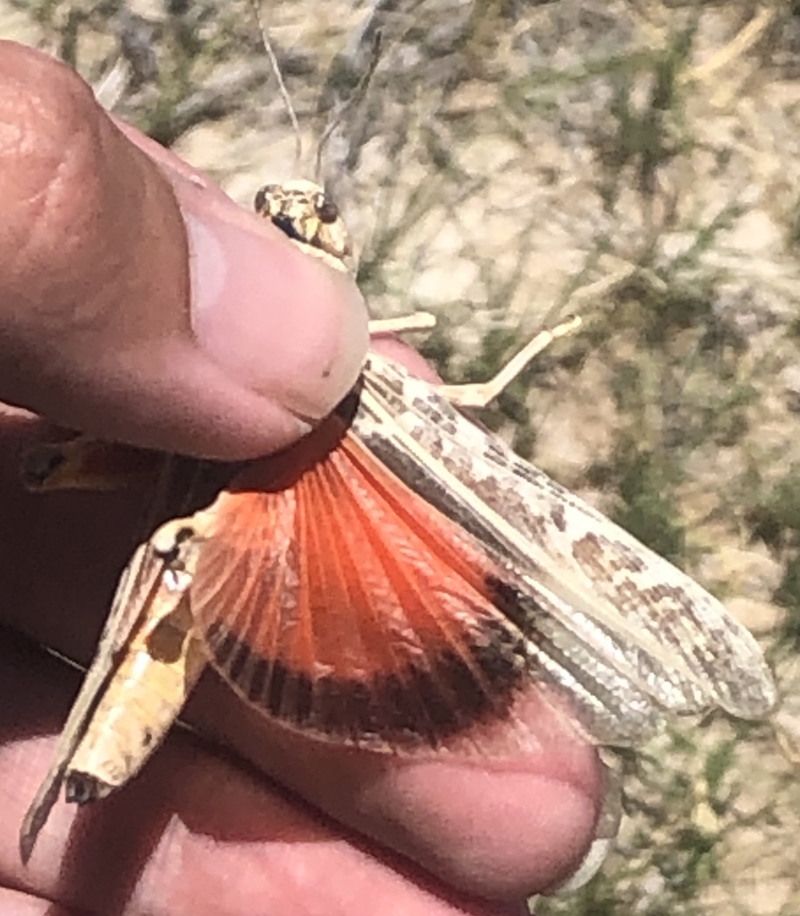 Nevada Red-winged Grasshopper