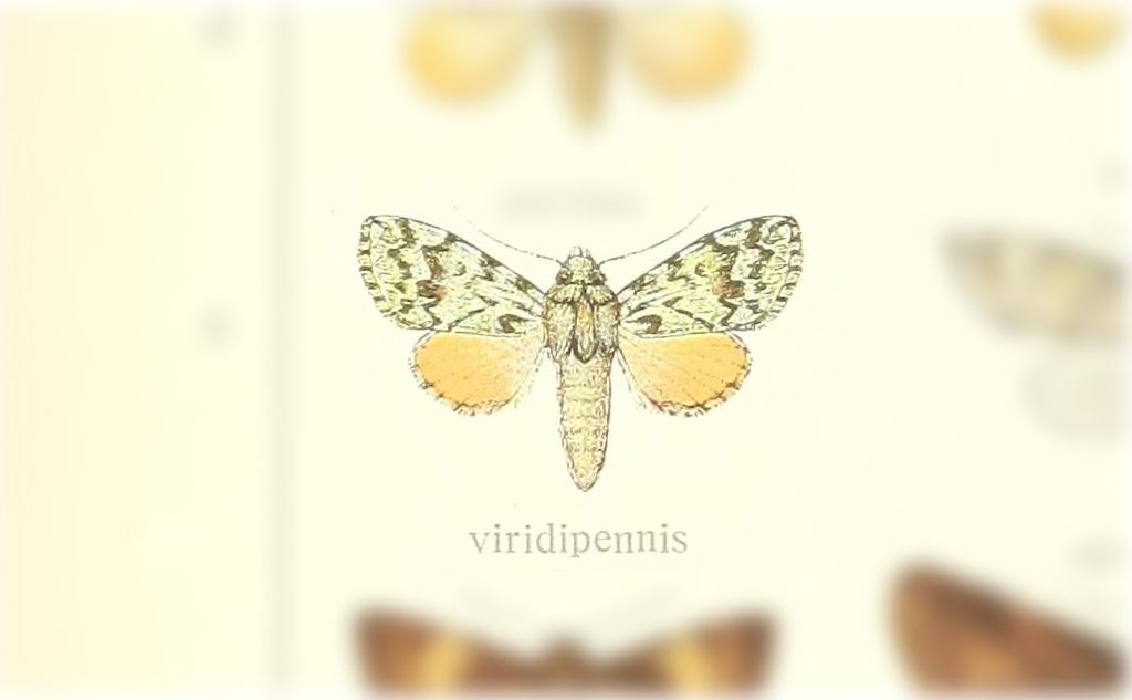 Didigua viridipennis