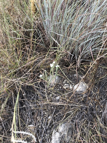 Euploca tenella, photograph 1