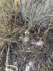 Euploca tenella, photograph Sam Kieschnick, CC BY, iNaturalist via GBIF