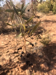 Ozoroa paniculosa salicina