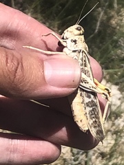 Cratypedes lateritius