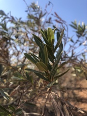 Ozoroa paniculosa salicina