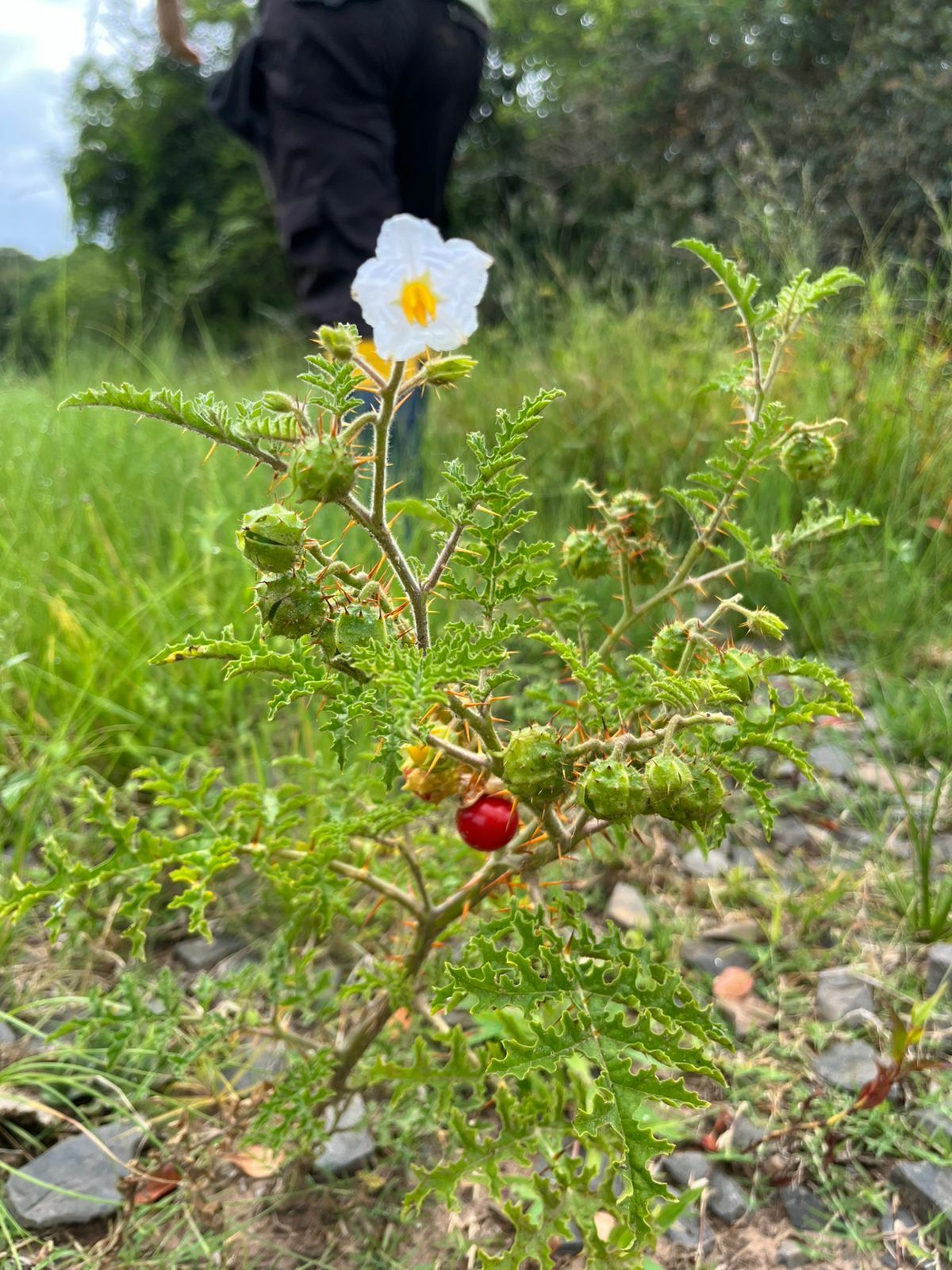 Solanum sisymbriifolium
