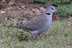Ring-Necked Dove photo 4