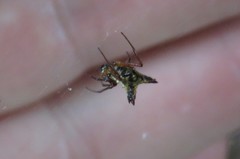 Micrathena duodecimspinosa