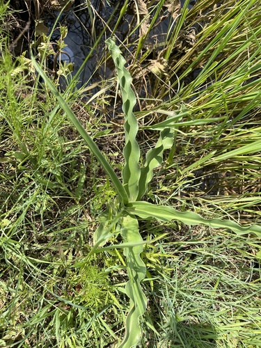 Pyjama lily (Crinum macowanii)