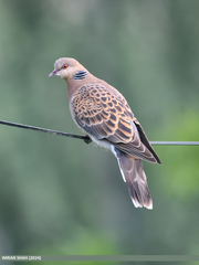 Oriental Turtle Dove photo 5