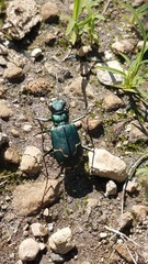 Cicindela tranquebarica sierra