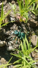Cicindela tranquebarica sierra