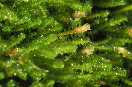 Marsupella emarginata