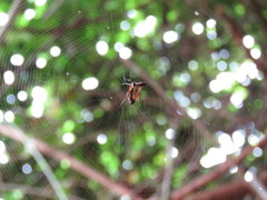 Micrathena duodecimspinosa