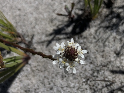 Image of Pseudoselago gracilis by (c) Caroline Voget, some rights reserved (CC BY)