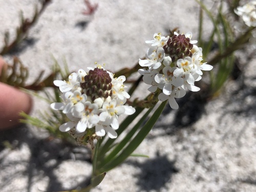 Fine Puffbush (Pseudoselago gracilis)