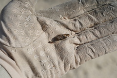 Acmaeodera gibbula