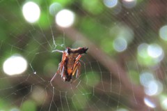 Micrathena duodecimspinosa